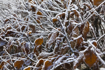 Gebüsch mit Raureif
