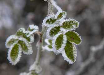 Eiskristalle auf Blätter