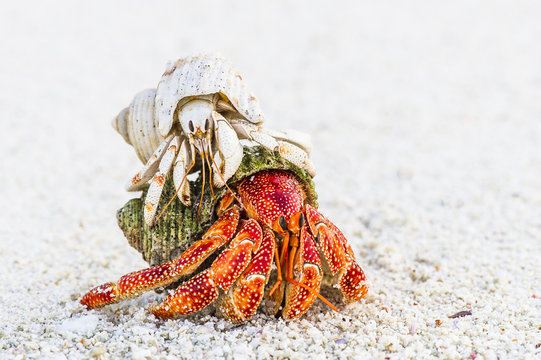 White hermit crab riding on back of red hermit crab, Seychelles