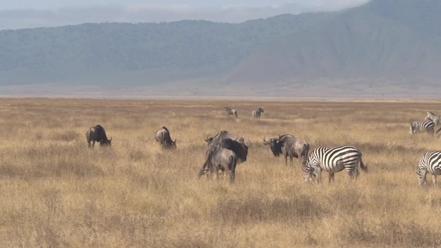 AERIAL: Zebras and gnus grazing on vast savanna plain field in Ngorongoro crater
