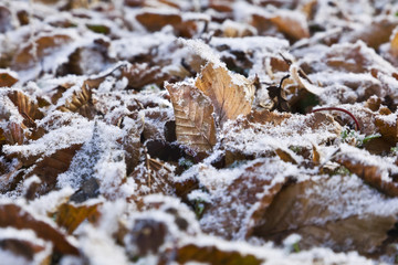 Blätter mit Raureif