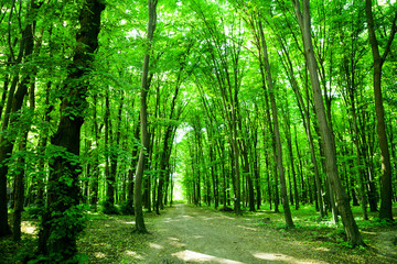 Fototapeta premium Nature. Forest