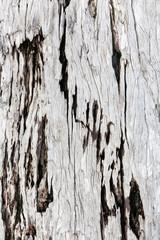 Gray driftwood closeup
