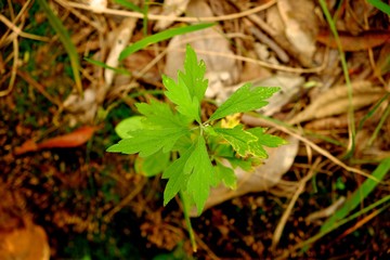 Star plants