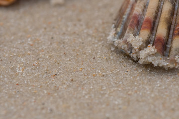 Edge of Shell on Sand