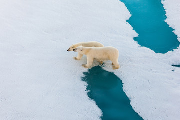 Polar bear mother with cute cub walking on ice © Mario Hoppmann