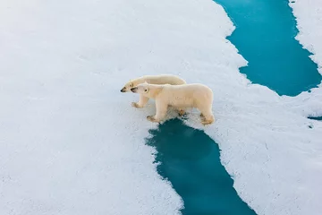 Fototapeten Polar bear mother with cute cub walking on ice © Mario Hoppmann