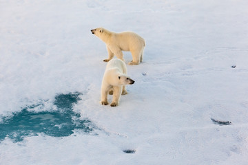 Fototapeta na wymiar Polar bear mother with cute cub walking on ice