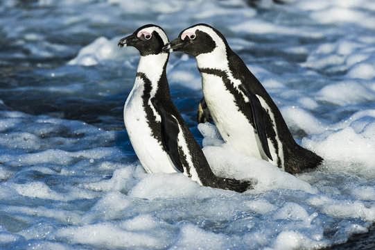 African Penguins fighting in the shallows