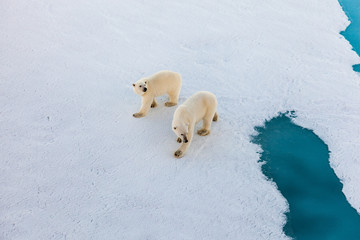Polar bear mother with cute cub walking on ice