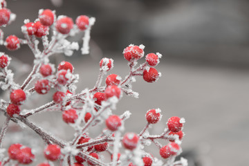 Gefrostete rote Beeren