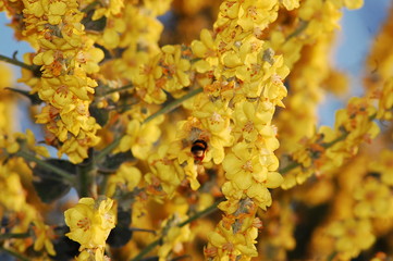 Flor y abeja