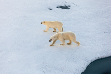 Naklejka na ściany i meble Polar bear mother with cute cub walking on ice