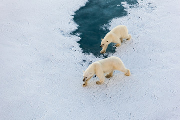 Polar bear mother with cute cub walking on ice © Mario Hoppmann
