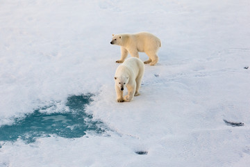 Polar bear mother with cute cub walking on ice © Mario Hoppmann