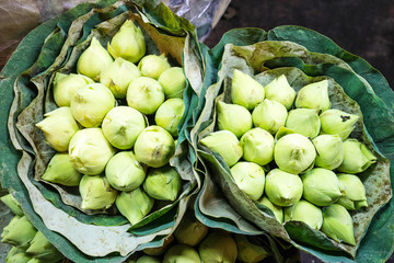Beautiful green lotus bud in lotus leaves