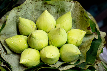 Budding lotus flowers in lotus leaves