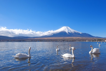 白鳥の湖