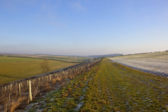 frosty landscape with saplings