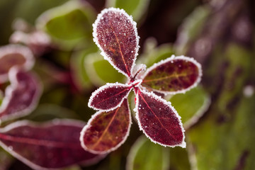 Leaves with frost