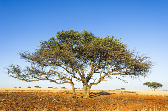 Camel thorn acacia tree growing on red Kalahari sands, South Africa