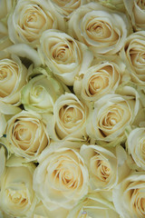 White roses in bridal bouquet