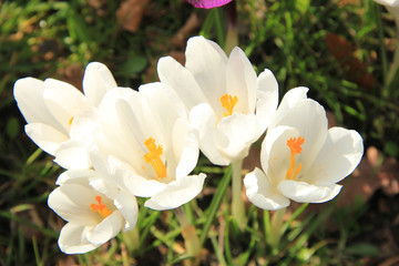  white crocuses