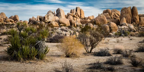 Foto auf Acrylglas Dürre &quot Wüstenkunst&quot  Der Übergang der Mojave- und Colorado-Wüsten im Joshua Tree National Park. Der Park liegt östlich von Palm Springs in Südkalifornien.