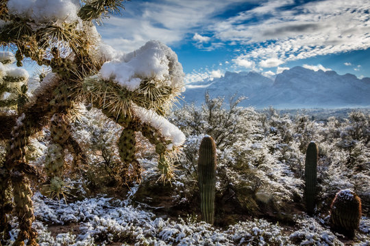 Snow falls infrequently in the Sonoran Desert but it is always a memorable experience. Tucson