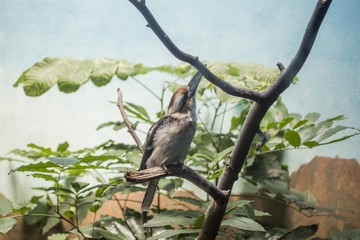 Laughing kookaburra (Dacelo novaeguineae)