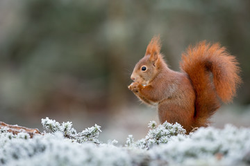 Naklejka na ściany i meble Red Squirrel in white frost