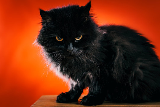 dirty black cat posing for photos on a red background
