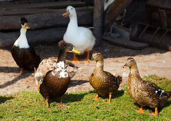 Five ducks adult male walking near the pond. Breeding birds on farms.