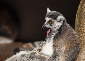 Black-and-white Ruffed Lemur (Varecia variegata)