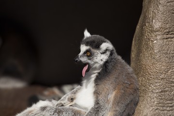 Black-and-white Ruffed Lemur (Varecia variegata)