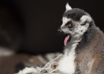 Obraz premium Black-and-white Ruffed Lemur (Varecia variegata)