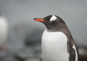 Gentoo penguin, Antarctica