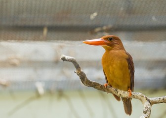 Ruddy Kingfisher (Halcyon coromanda)