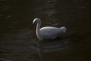Little Egret (Egretta garzetta)
