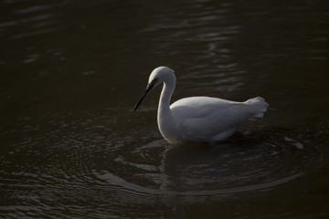Little Egret (Egretta garzetta)