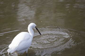 Little Egret (Egretta garzetta)