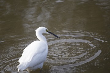 Little Egret (Egretta garzetta)
