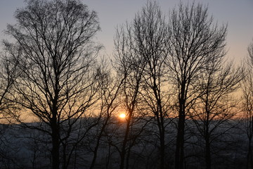 Fototapeta premium Sonne versteckt sich hinter Bäumen
