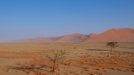 Fototapeta na wymiar Sand dunes in Namib-Naukluft National Park, Namibia