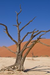 Fototapeta na wymiar Acacia tree at Deadvlei in Namib-Naukluft National Park, Namibia