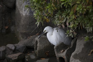 Little Egret (Egretta garzetta)