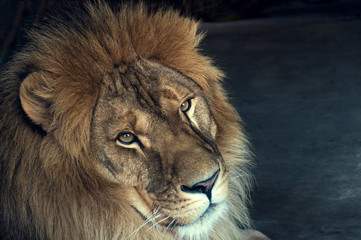 close-up van een Afrikaanse leeuw