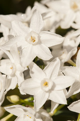 Obraz na płótnie Canvas Flowers of Narcissus tazetta
