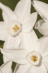 Flowers of Narcissus tazetta