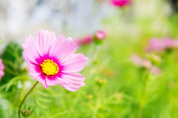 Pink flowers in the park , Colorful Pastel flowers in the garden